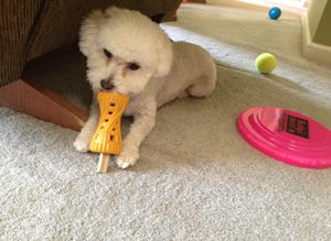 Keep dog toys around so they don't chew up furniture